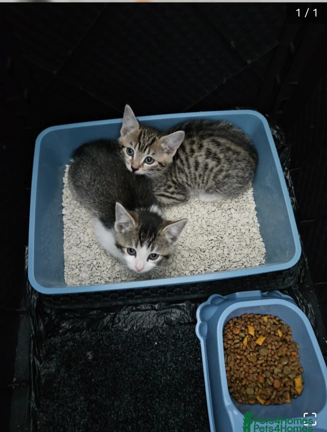 Mixed Breed cats for sale: Beautiful tabby kittens 😸 ♥️ 😍  - Advert 2