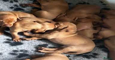 Hungarian Vizsla dogs - Advert 8