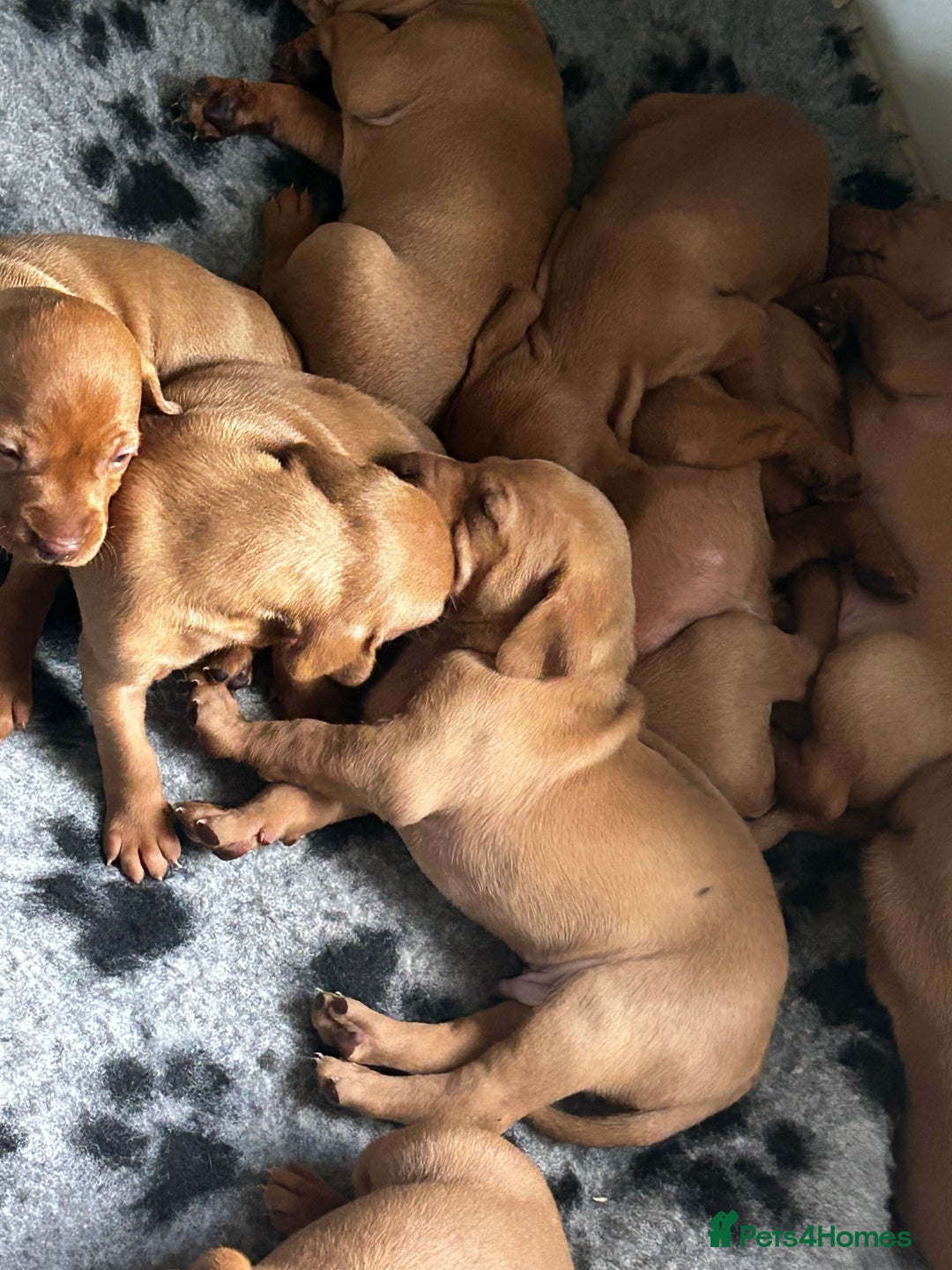 Hungarian Vizsla dogs for sale: KC Hungarian Vizsla Puppies for sale - Image 2