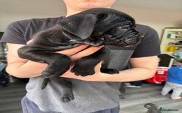 Mixed Breed dogs for sale: canó corso cross british bulldog stunning colours  - Image 18