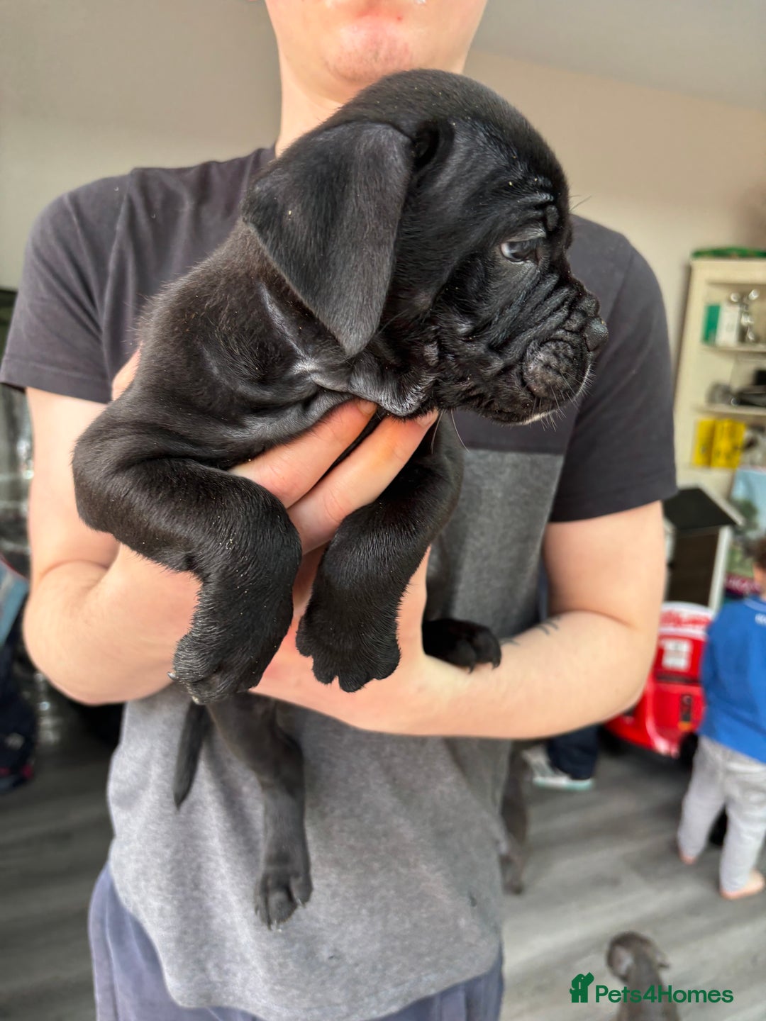 Mixed Breed dogs for sale: canó corso cross british bulldog stunning colours  - Image 18