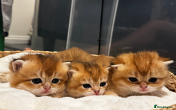 Scottish Fold cats for sale: Scottish Straight Golden Shaded Rare Affectionate - Image 9