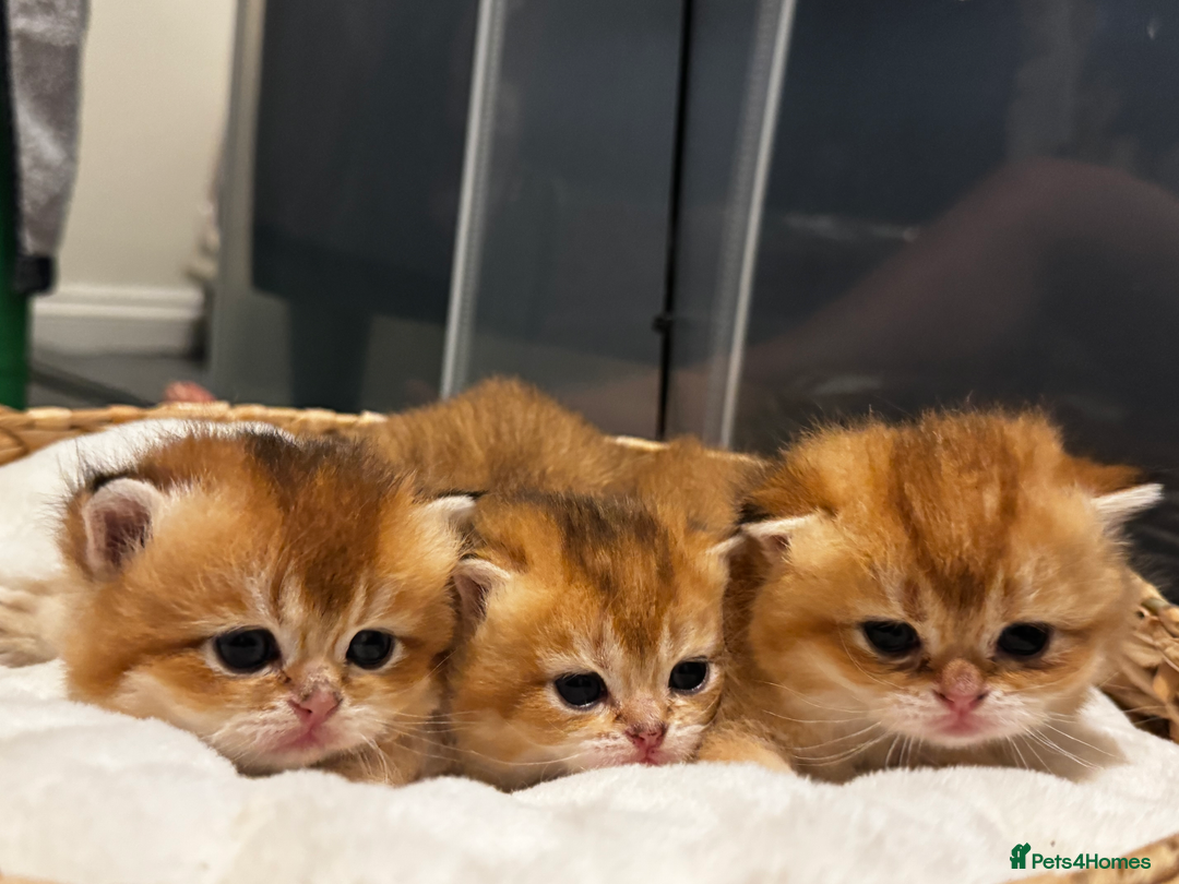 Scottish Fold cats for sale: Scottish Straight Golden Shaded Rare Affectionate - Image 9