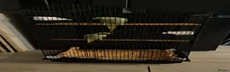 Parrots birds for sale: Two beautiful Indian ringneck  - Advert 3