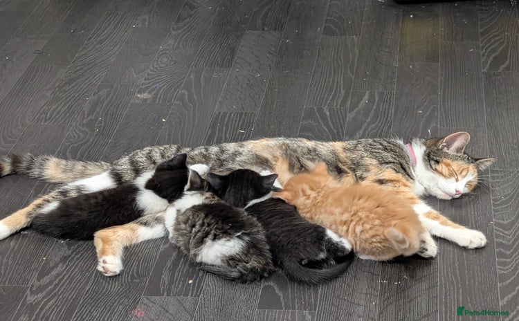 Mixed Breed cats for sale - Advert 1
