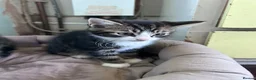 Mixed Breed cats for sale: Three friendly kittens  - Advert 4