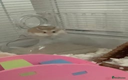 Hamster rodents for sale: female dwarf hamster  - Image 4