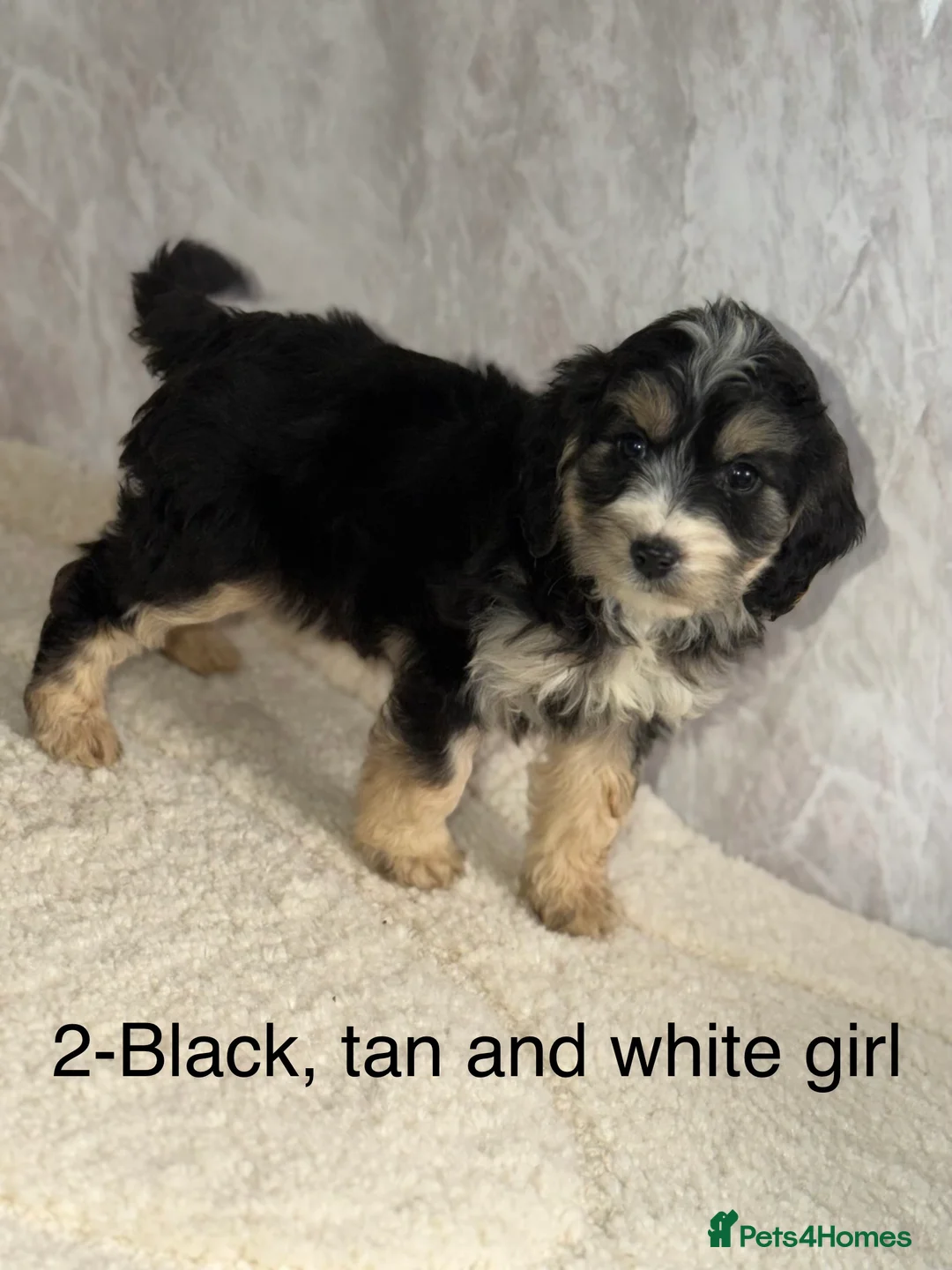 Cockapoo dogs for sale: Stunning F1 Cockapoos - Advert 5