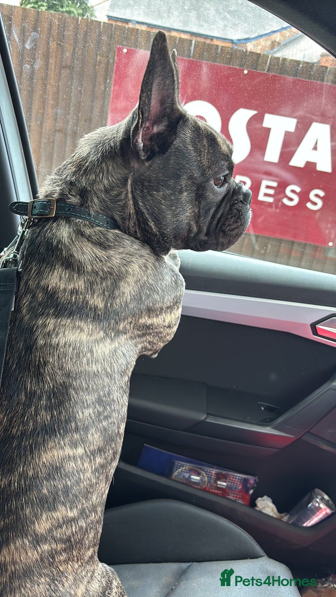 French Bulldog dogs for sale: Mario is looking for a new home  - Image 2