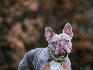 French Bulldog dogs in Sutton Coldfield - Advert 36