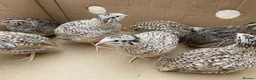 Quail poultry for sale: Japanese, Italian, white jumbo quails £8-£10 - Advert 1
