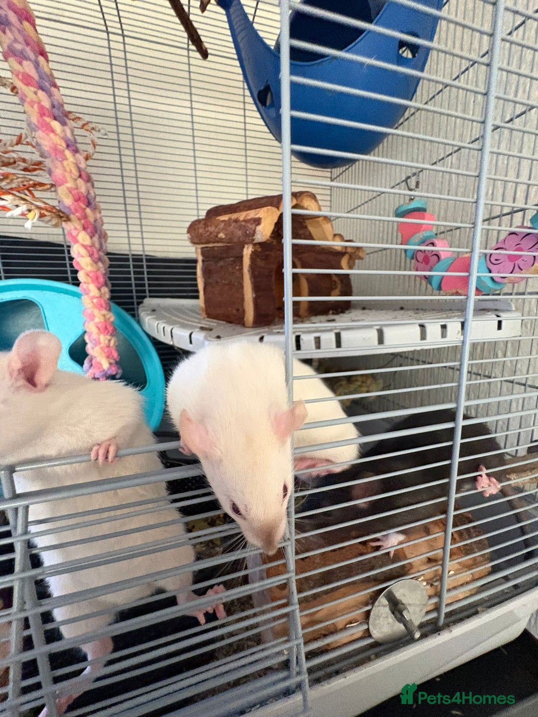 Rat rodents for sale: Fancy Siamese rats  - Advert 5