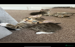 Domestic Shorthair cats for sale: 🐾 Beautiful Kittens Looking for Loving Homes 🐾 - Image 3
