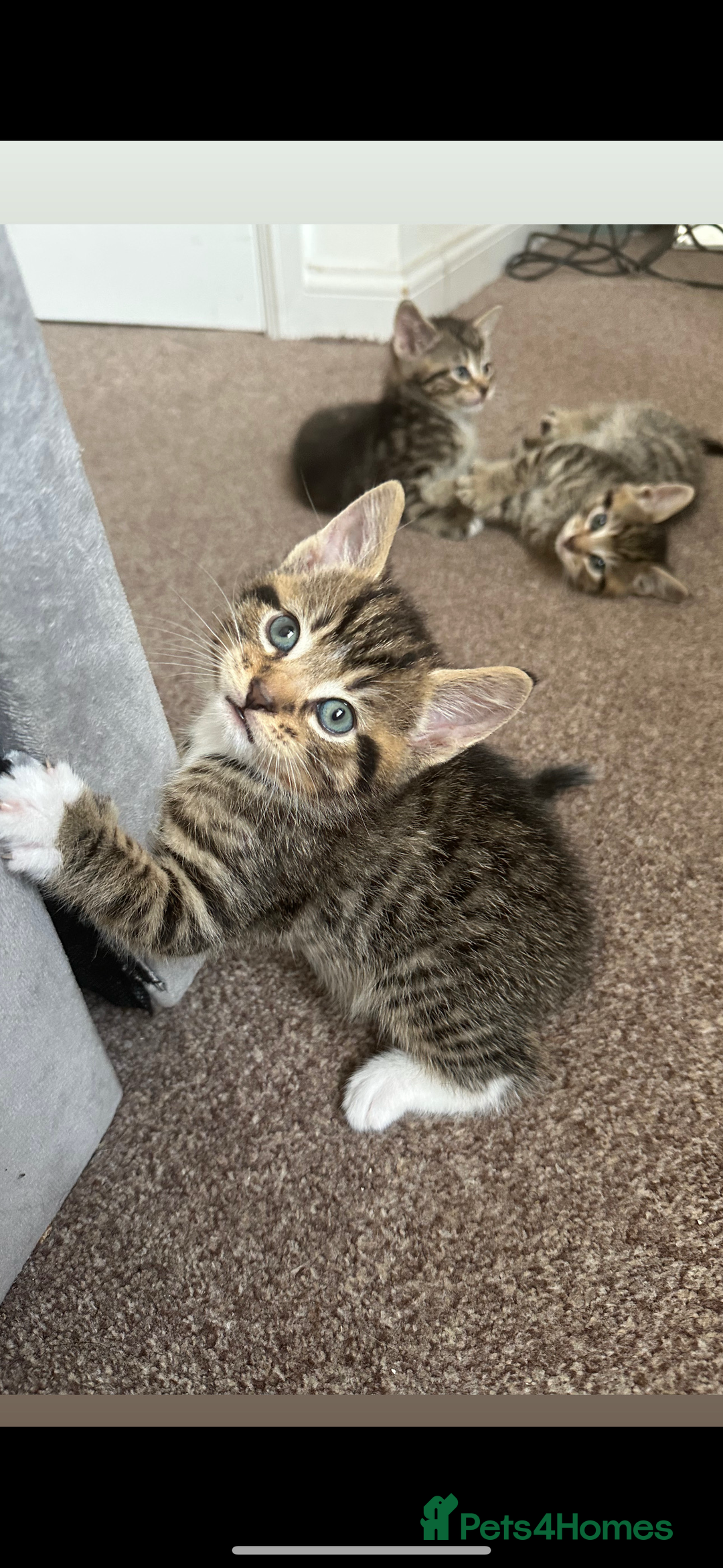 Domestic Shorthair cats for sale: 🐾 Beautiful Kittens Looking for Loving Homes 🐾 - Image 3