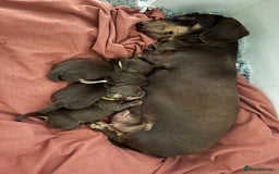 Miniature Dachshund dogs for sale: Chocolate & Tan Miniature Dachshund Puppies - Advert 2