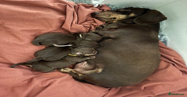 Miniature Dachshund dogs Chocolate & Tan Miniature Dachshund Puppies - Advert 11