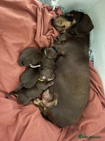 Miniature Dachshund dogs Chocolate & Tan Miniature Dachshund Puppies - Advert 11