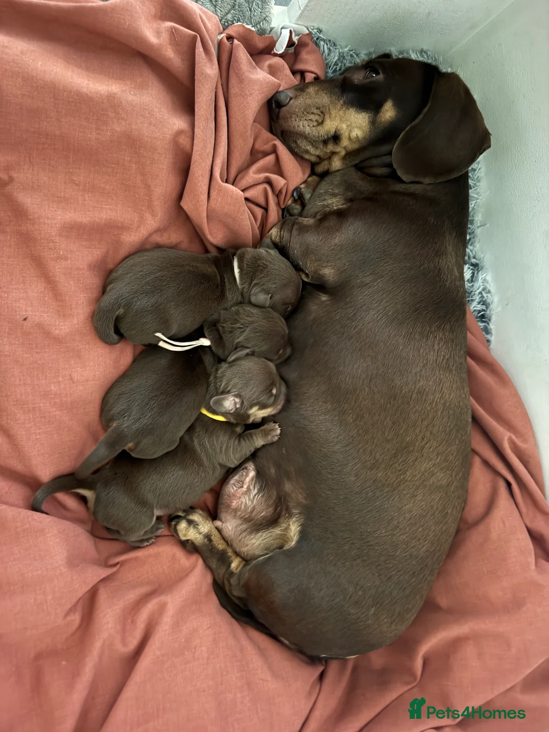 Miniature Dachshund dogs for sale: Chocolate & Tan KC Miniature Dachshund Puppies - Advert 17