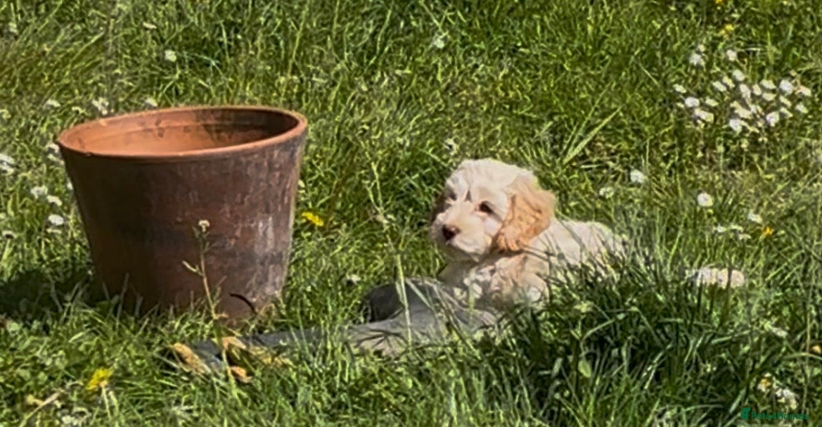 Cockapoo dogs READY NOW 2 Show type F1 Cockapoos  - Advert 2