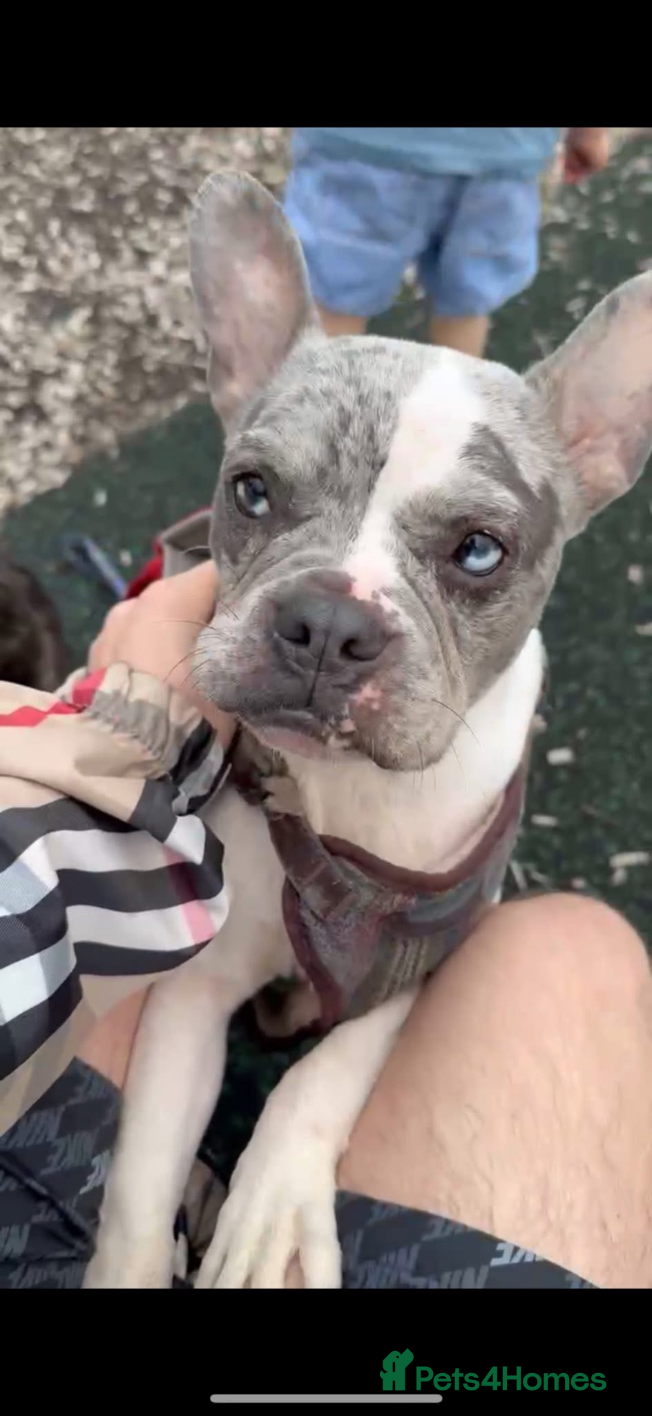 French Bulldog dogs French bulldog - Advert 1