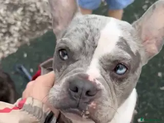 French Bulldog dogs French bulldog - Advert 1