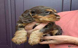 Cocker Spaniel dogs for sale: CUDDLY LITTER OF COCKER SPANIELS,TESTED PARENTS - Image 4