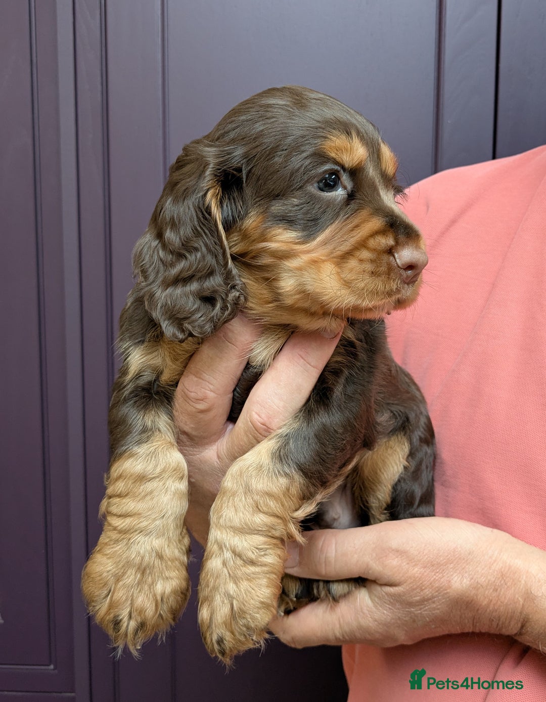 Cocker Spaniel dogs for sale: CUDDLY LITTER OF COCKER SPANIELS,TESTED PARENTS - Image 4