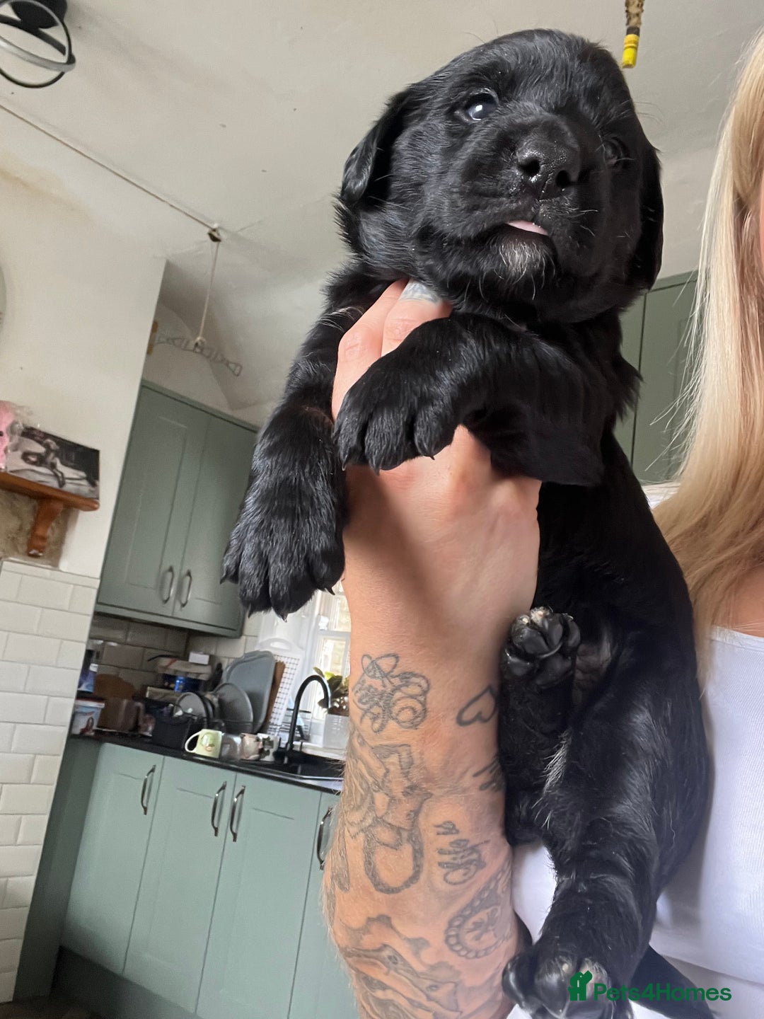 Mixed Breed dogs for sale: 3/4 lab 1/4 collie puppies  in Whitby - Image 35