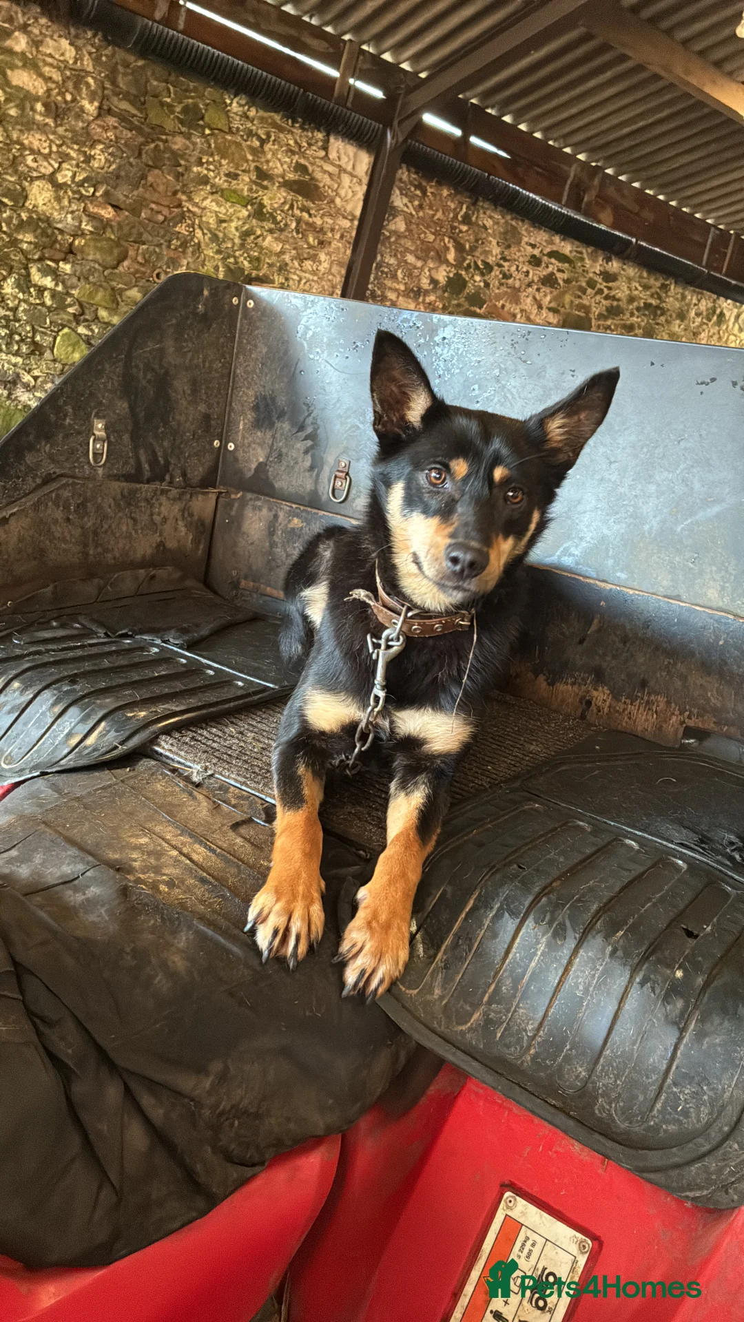 Australian Kelpie dogs for sale: Australian kelpie  - Advert 1