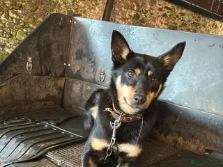 Australian Kelpie dogs Australian kelpie - Advert 16