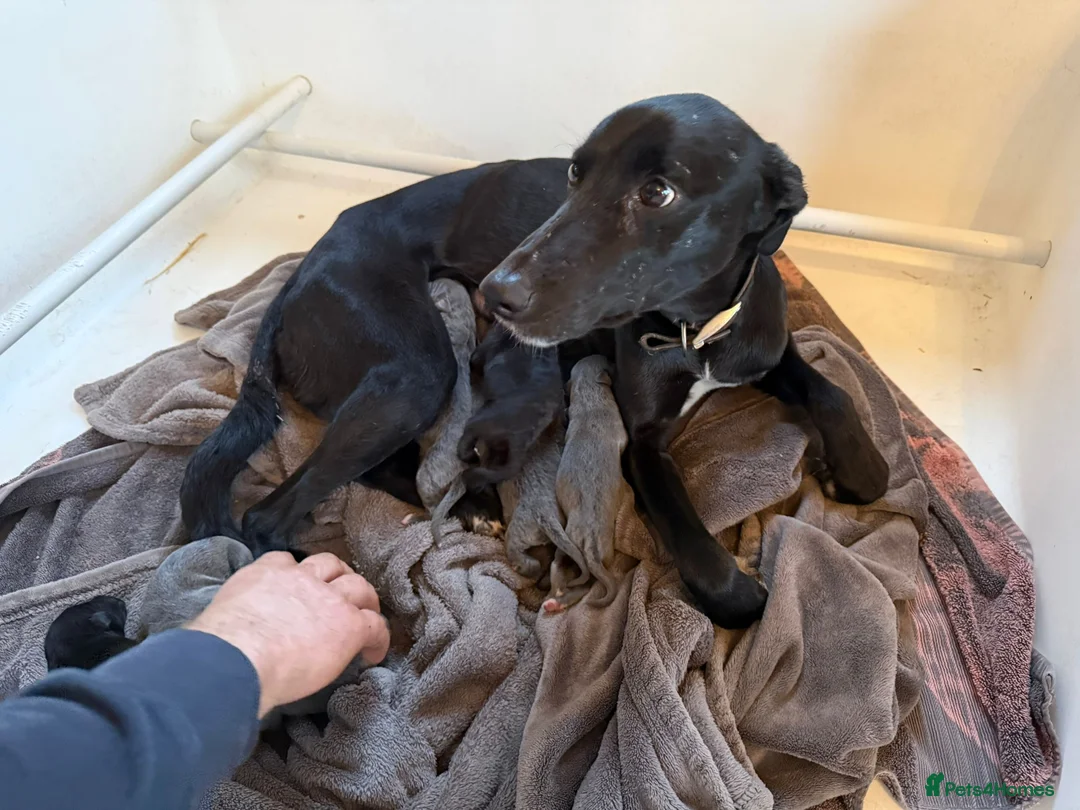 Lurcher dogs for sale: Bedlington lurcher whippets - Advert 4