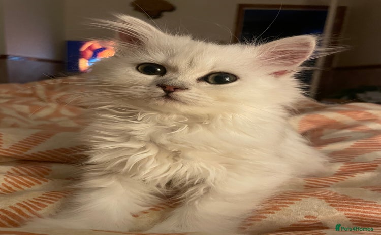 Persian cats - Advert 7
