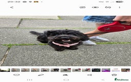 Shihpoo dogs for sale: ADORABLE F1B SHIHPOO PUPPIES! - Image 1