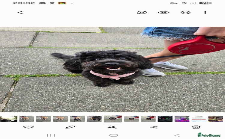 Shihpoo dogs - Advert 1