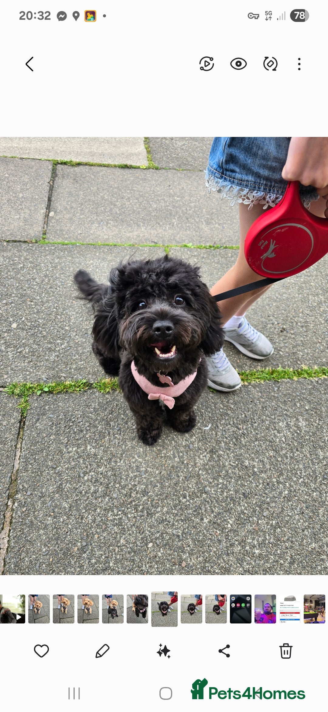 Shihpoo dogs for sale: ADORABLE F1B SHIHPOO PUPPIES! - Image 1