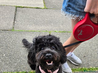 Shihpoo dogs - Advert 2