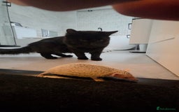 Maine Coon cats for sale: *URGENT HOME * GORGEOUS MAINCOON PRINCE - Image 3