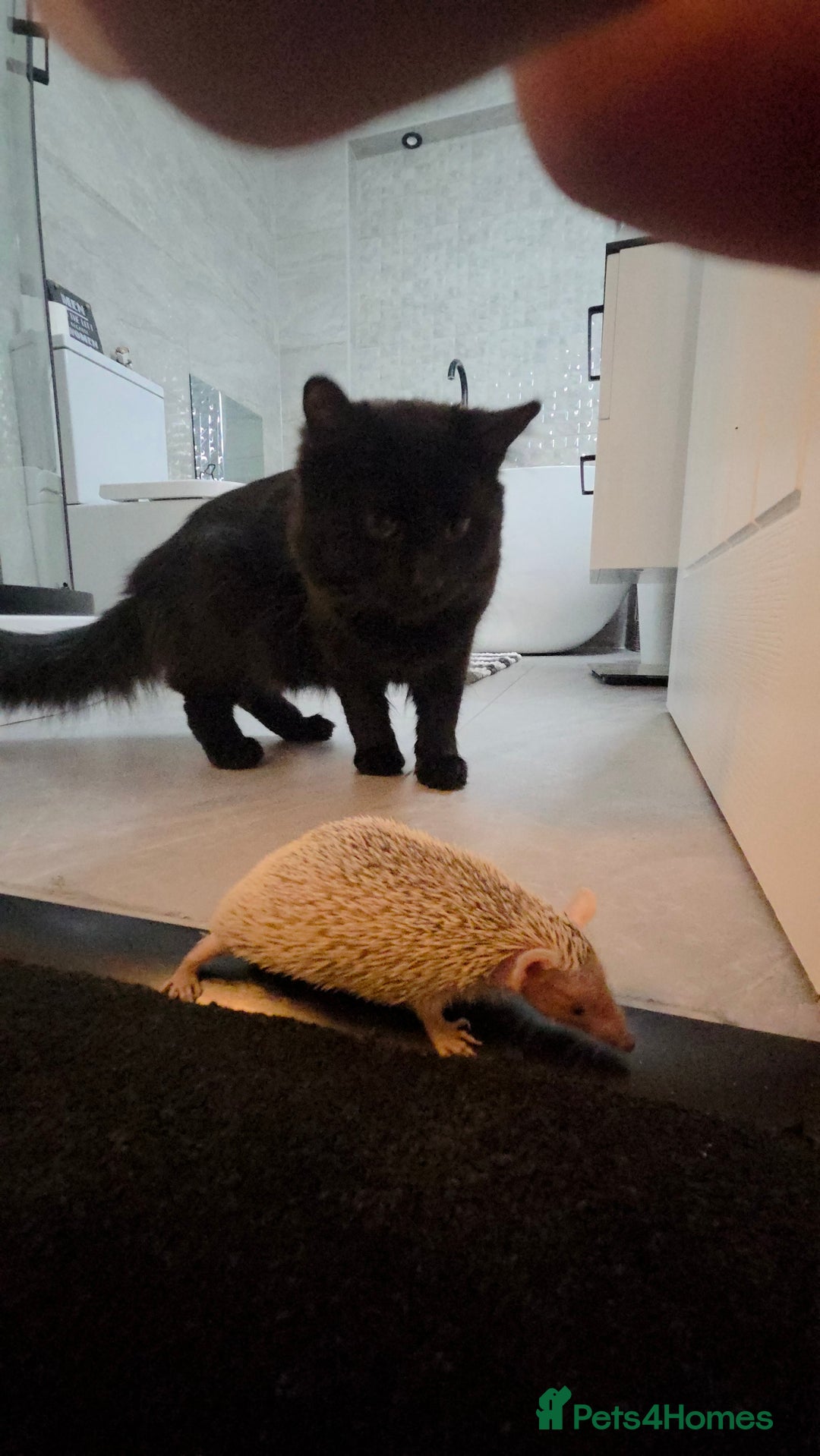 Maine Coon cats for sale: *URGENT HOME * GORGEOUS MAINCOON PRINCE - Image 3