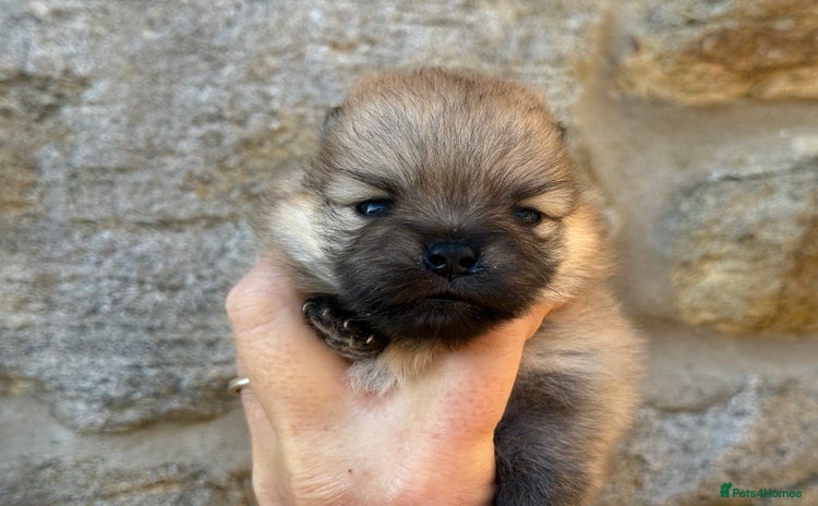 Pomeranian dogs - Advert 1