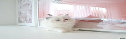 Ragdoll cats for sale: INDOOR FULL PEDIGREE RAGDOLL KITTENS - Advert 29