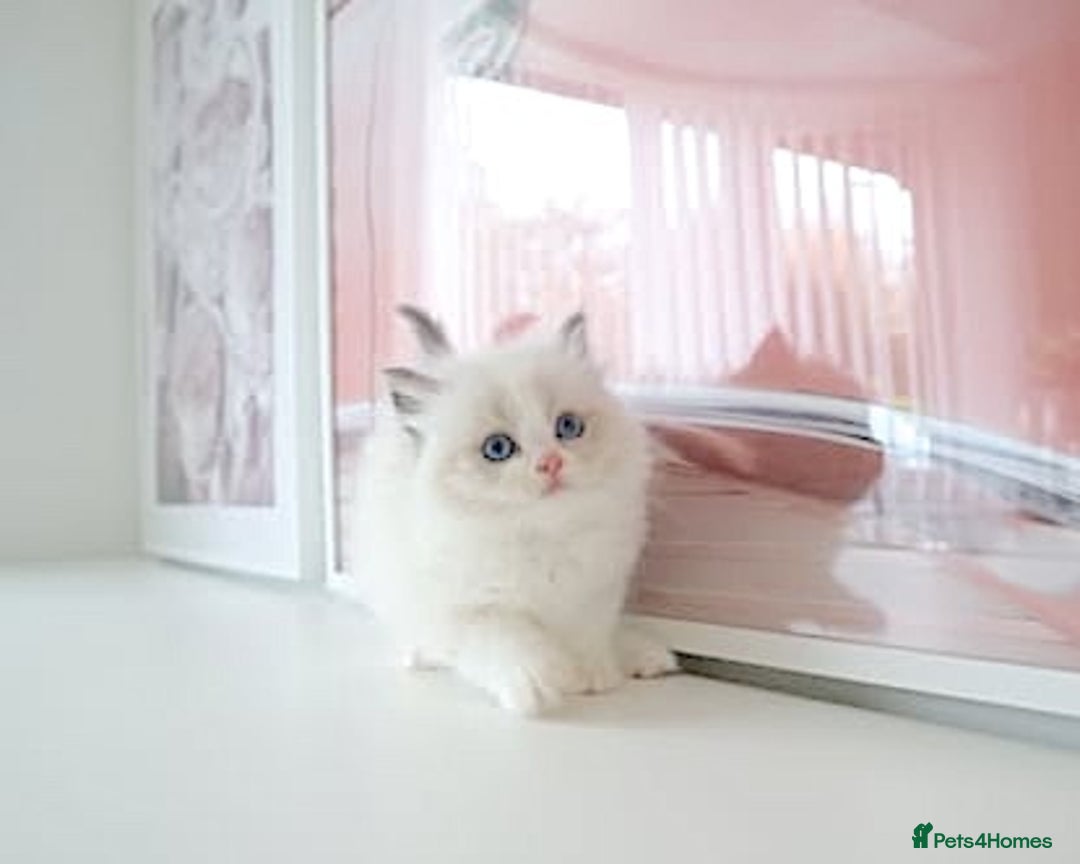 Ragdoll cats for sale: INDOOR FULL PEDIGREE RAGDOLL KITTENS - Advert 29