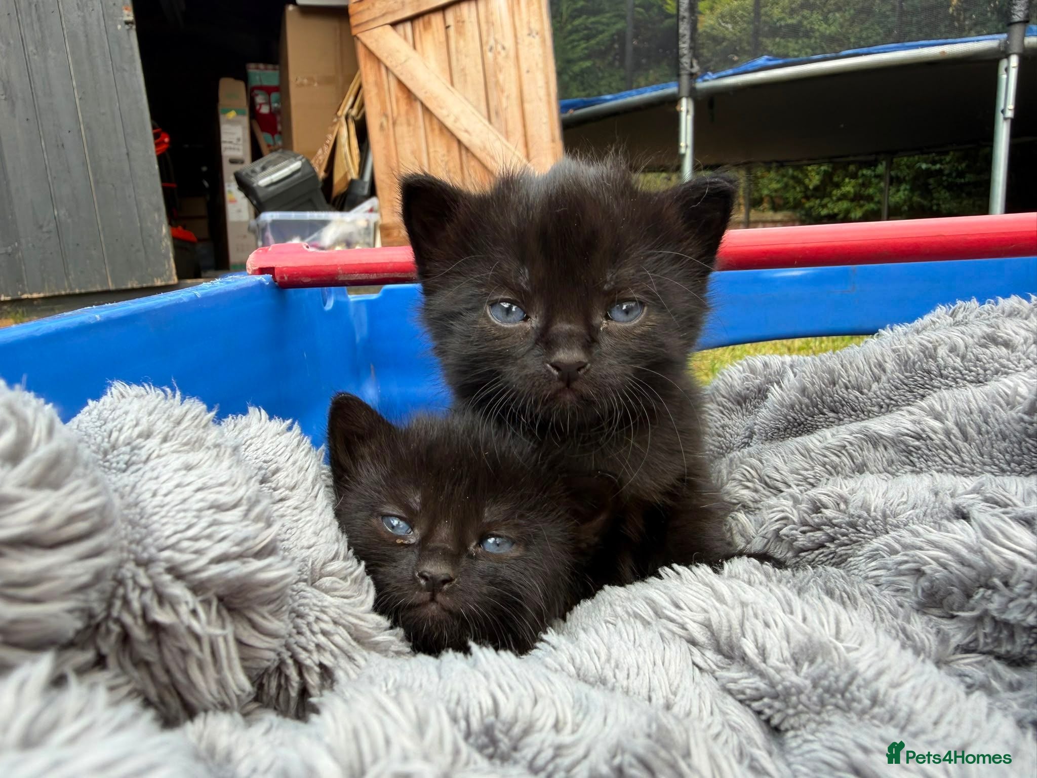 British Shorthair cats Beautiful British shorthair kittens  - Advert 4