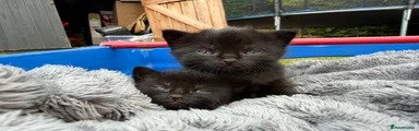 British Shorthair 3