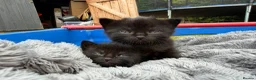 British Shorthair cats for sale: Beautiful British shorthair kittens  - Advert 1