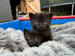 British Shorthair cats Beautiful British shorthair kittens - Advert 4