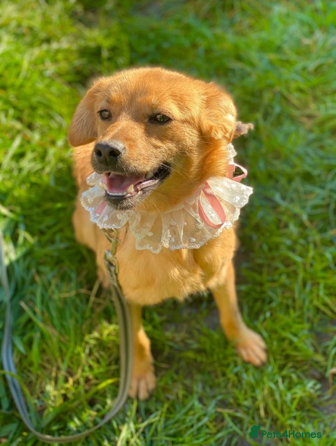 Mixed Breed dogs for adoption: 💖🐶 PENNY 🐶💖 - Advert 8