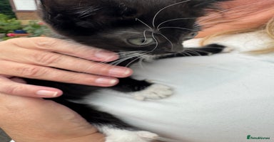 Mixed Breed cats - Advert 8