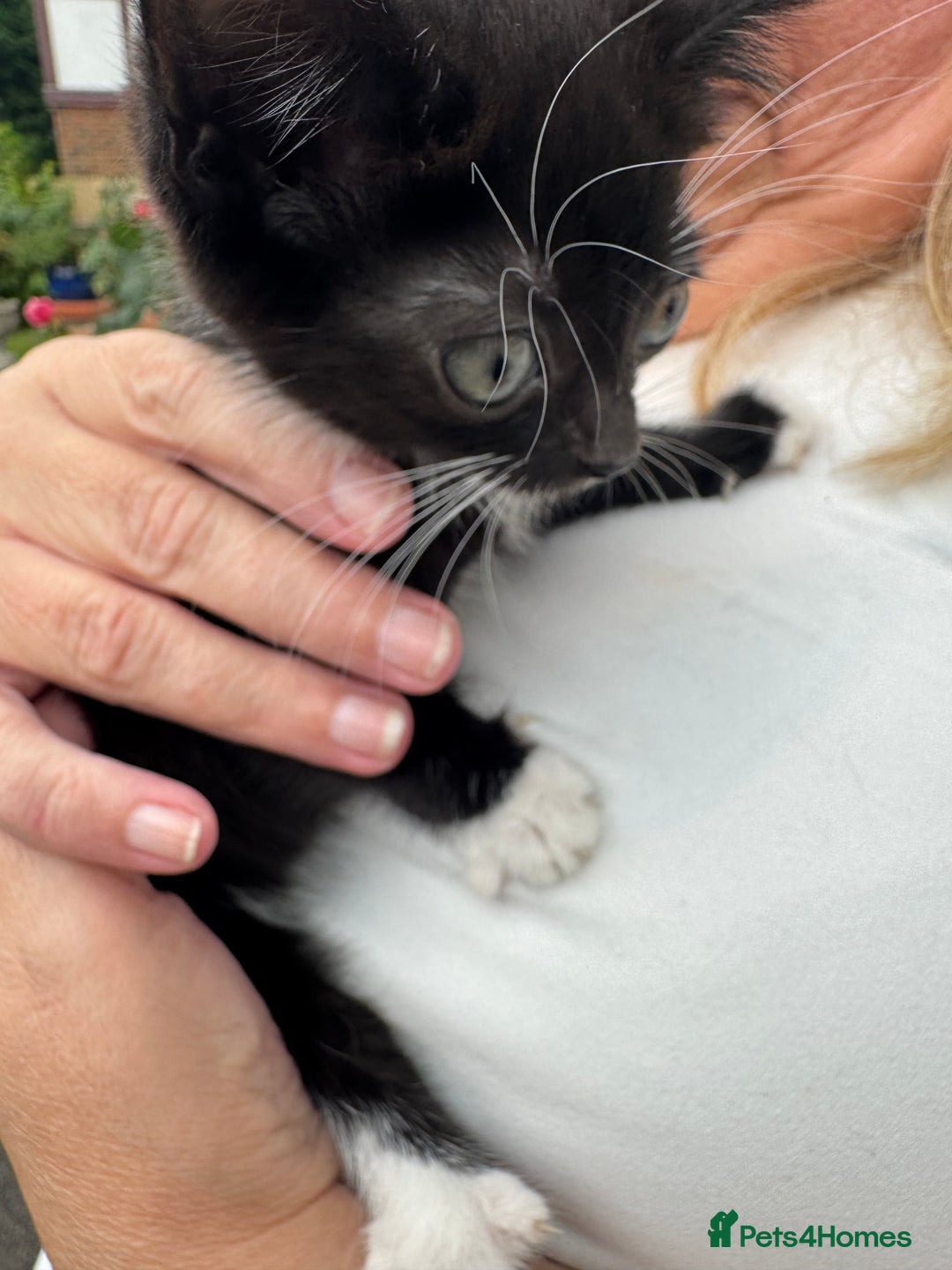 Mixed Breed cats for sale: Two month old kittens - Image 3
