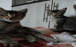 Oriental cats for sale: 2girls 1 boy - Advert 14