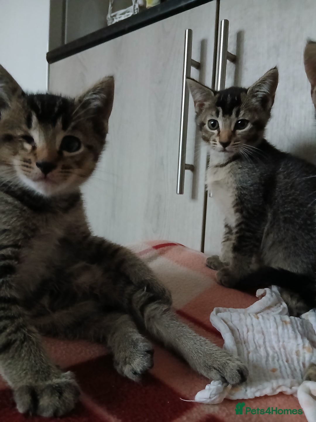 Oriental cats for sale: 2girls 1 boy - Advert 14